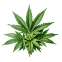 Hemp Leafs